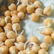 legume sprouts