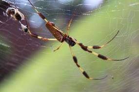 Spider Web at nature