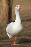 Goose Bird Poultry