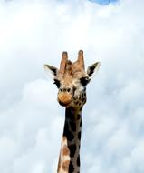 Giraffe Animal in Zoo