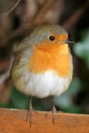 Robin Bird at Garden