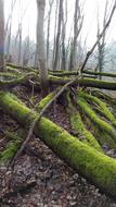 Moss Trees Forest