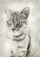 domestic cat pet animal sketch