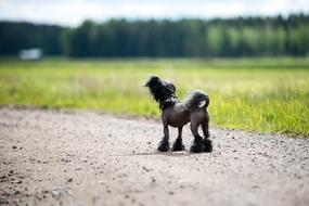 Dog Summer Chinese Crested