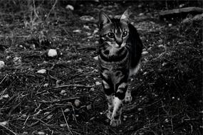 monochrome photo of Cat Pet