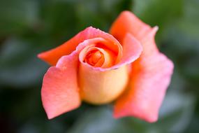 pink yellow Rose Flower at green blur background