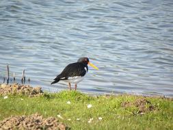 Colorful, cute and beautiful oystercatcher on the shore with green grass