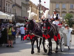 Krakow Poland Horse