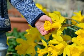 Daffodils flowers and Hand