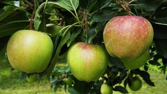 ripe apples green trees