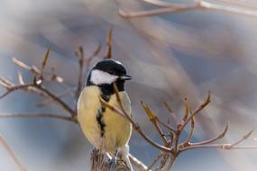 Small Tit Songbird Bird