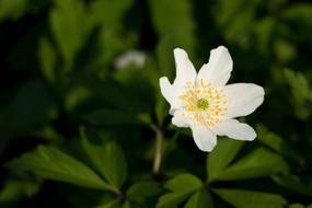 Close up of a white flower