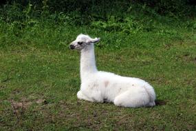 Lama Animal Fauna