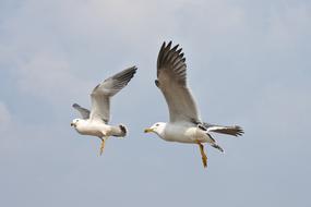 two seagulls in the sky on a clear day