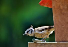 Colorful, cute and beautiful crested tit bird on the wooden feed box