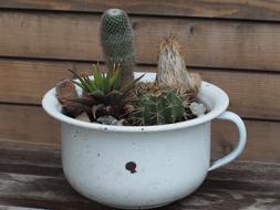 Cactus Decoration Ornamental