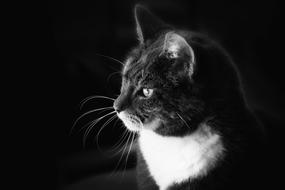 Black And White photo of Cat animal at darkness