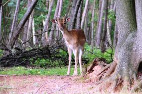 Roe Deer Forest Nature