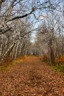 road in an autumn forest