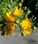 Flowers Insect Petals