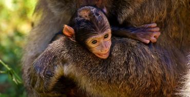 Curious Barbary Ape Baby Monkey