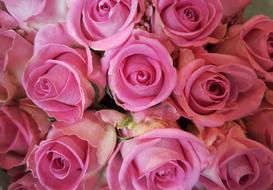 pink garden roses in a bouquet
