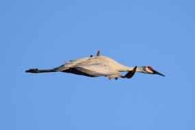 Sandhill Crane Flying