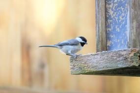 Bird Tiny Wildlife