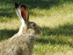 Bunny Hare Rabbit at wildlife