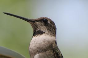 Closeup view of Bird Hummingbird