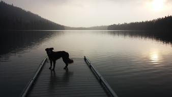 dog on a lake pier at dusk