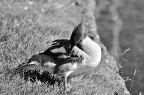 monochrome photo of Merganser Ducks Waterfowl