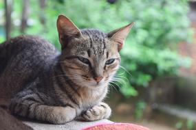 Colorful and beautiful, striped cat near the green plants