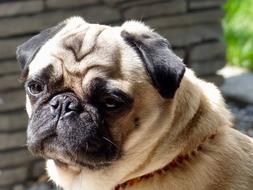 Portrait of the colorful, cute and beautiful pug dog, near the wall