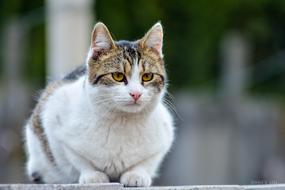 Domestic Animal Cat on street