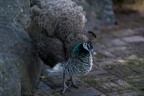 Colorful, beautiful and cute peacock bird on the pavement in the Japanese Zen Garden