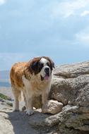 Caucasian Shepherd dog