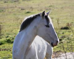 Manzanares Spain Horse White