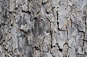 Tree Bark Trunk texture