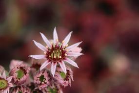 Wurz Blossom Bloom Stone