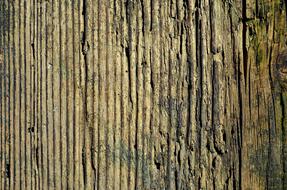 Wood Board Texture old