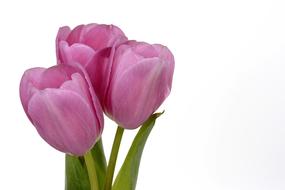 pink tulips on a white background