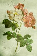 White and Pink roses, vintage drawing