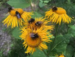 Insects on Plants Flowers