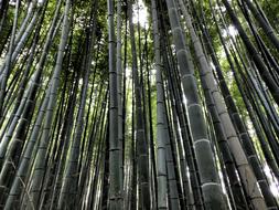 Arashiyama Bamboo Forest Japan