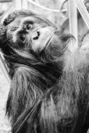 monochrome photo of Chimpanzee Ape Monkey