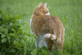 Cat From The Back in grass