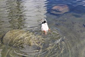 Duck Diving Bird Animal