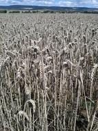 wheat field under a blue sky