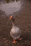 Cute and beautiful goose near the pond, in Denmark